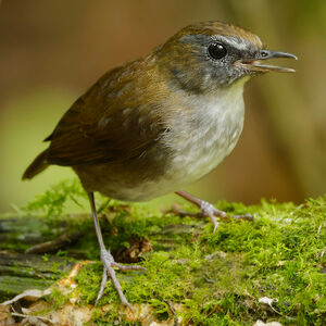 Petite Brachyptère