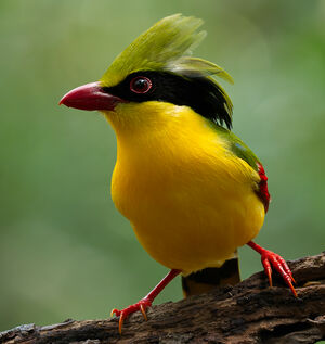 Pirolle à ventre jaune