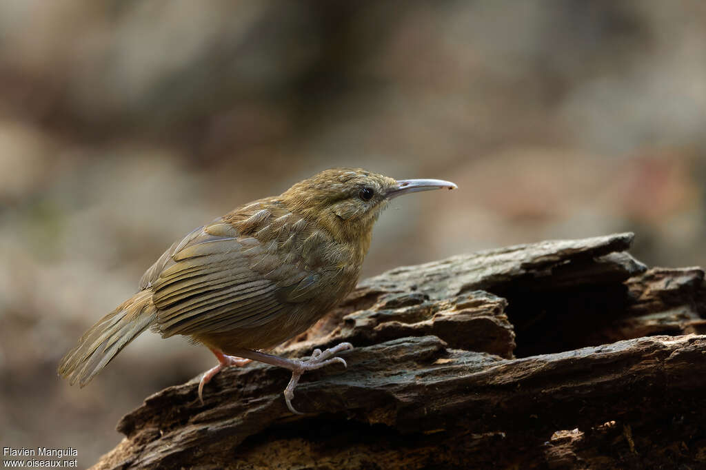 Pomatorhin à queue courte