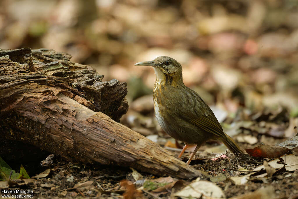 Pomatorhin à queue courte