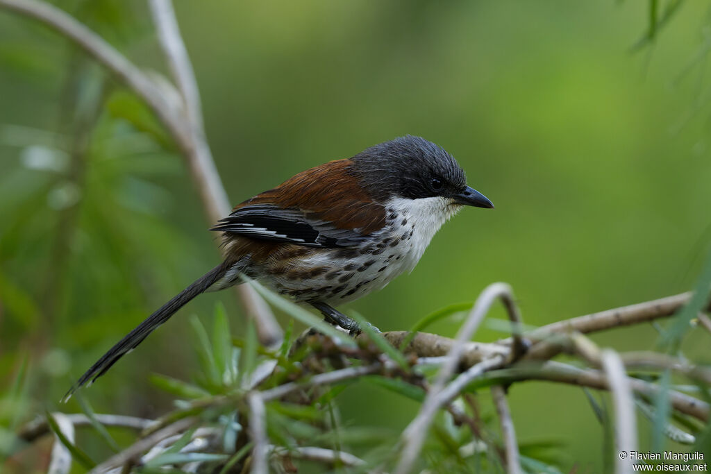 Sibia du Langbian - Crocias du Langbian<br />