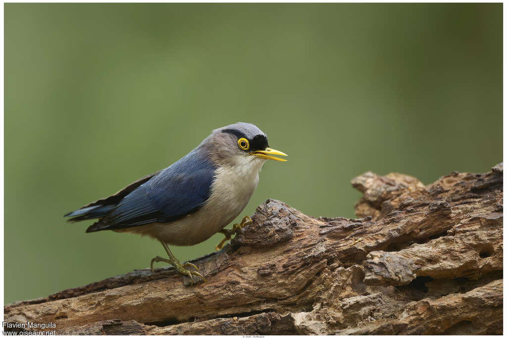 Sittelle à bec jaune