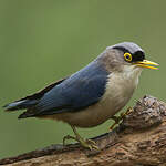 Sittelle à bec jaune