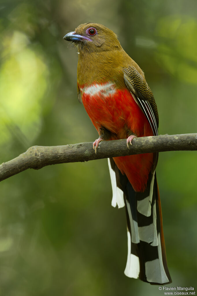 Trogon à tête rouge