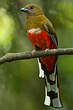 Trogon à tête rouge