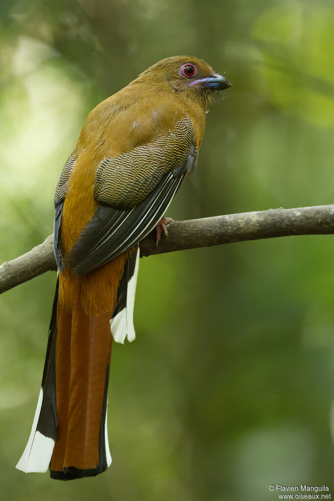 Trogon à tête rouge