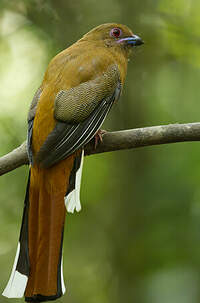 Trogon à tête rouge