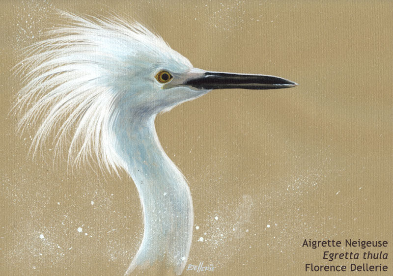 Snowy Egret