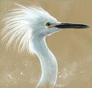 Aigrette neigeuse