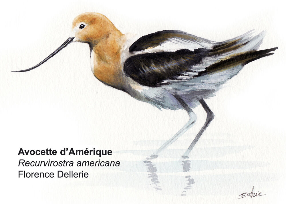 Avocette d'Amérique