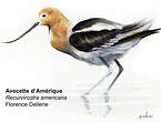 Avocette d'Amérique