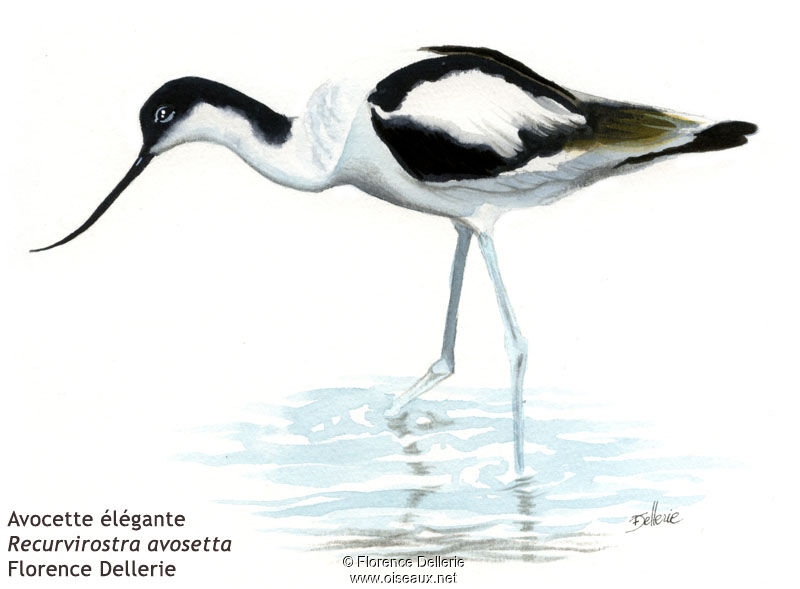 Avocette élégante