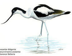 Pied Avocet