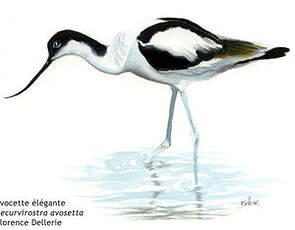 Avocette élégante