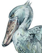 Shoebill