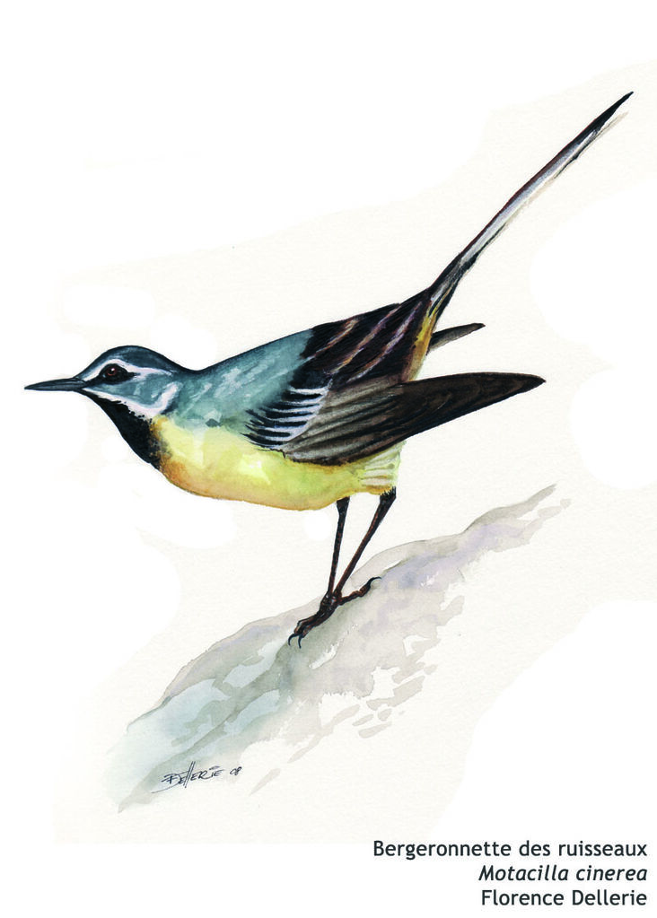 Grey Wagtail