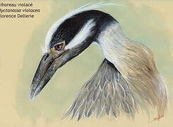 Yellow-crowned Night Heron