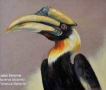 Great Hornbill