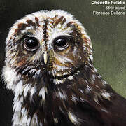 Tawny Owl