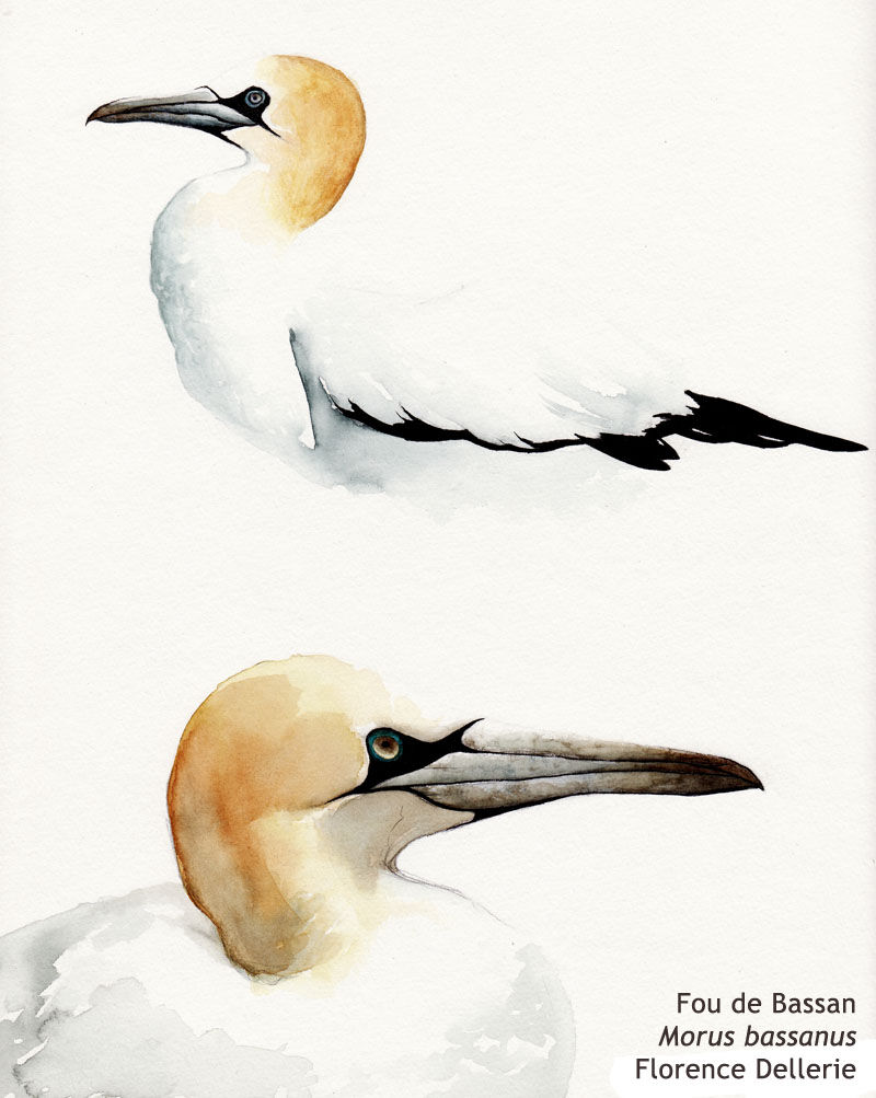 Northern Gannet