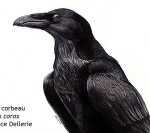 Le corbeau (Corvus corax) : l'oiseau noir et bruyant