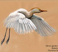 Western Cattle Egret