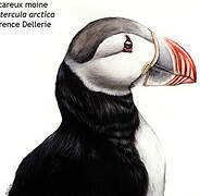 Atlantic Puffin