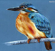 Common Kingfisher