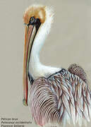 Brown Pelican