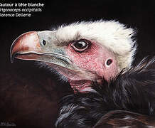 White-headed Vulture