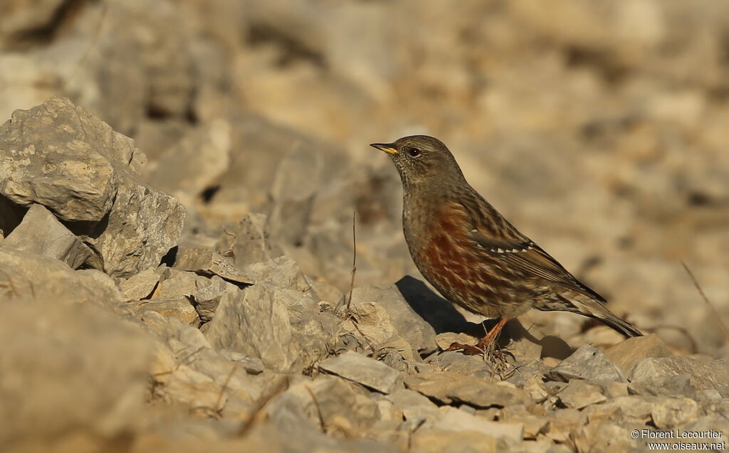 Alpine Accentor