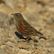 Alpine Accentor