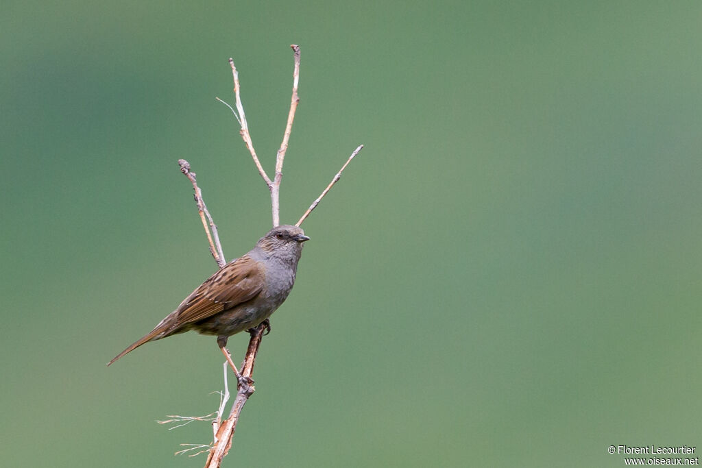 Dunnock