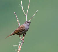 Dunnock