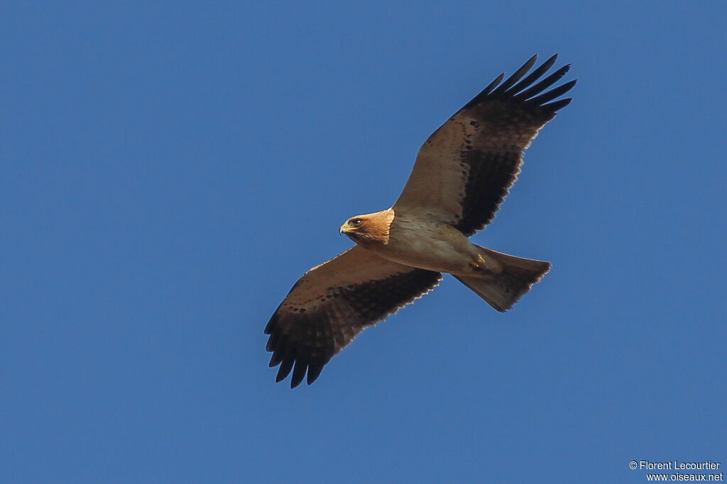 Aigle botté