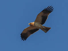 Booted Eagle