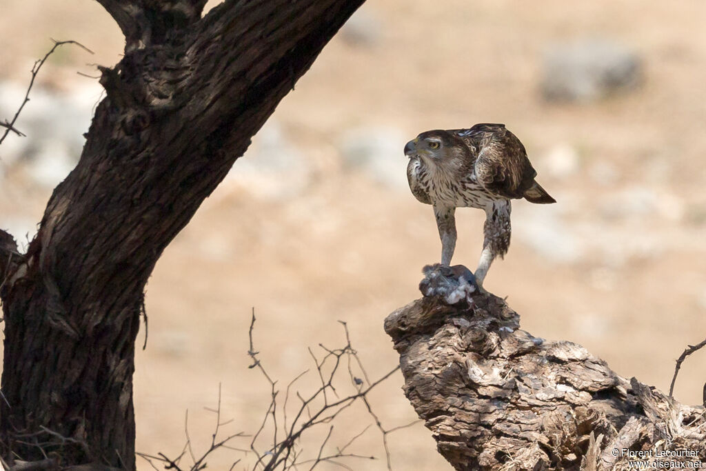 Bonelli's Eagle