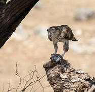 Bonelli's Eagle