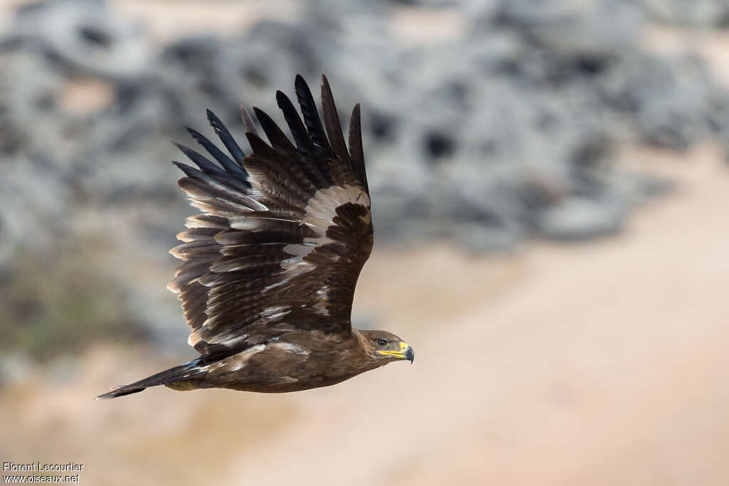 Aigle des steppes1ère année, Vol