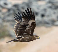 Aigle des steppes