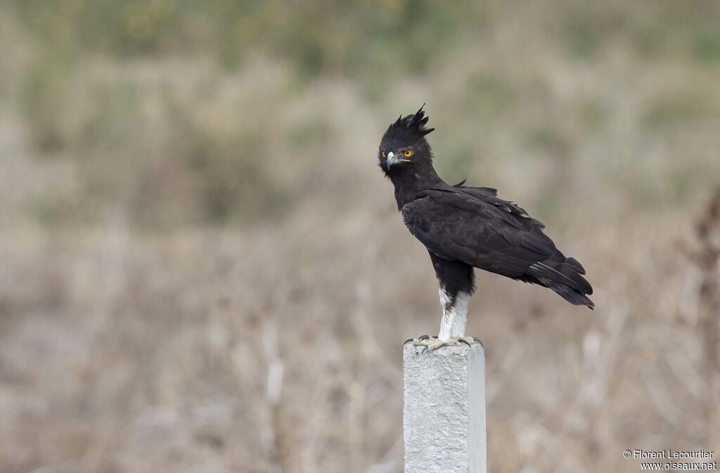 Aigle huppard