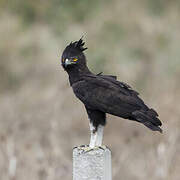 Long-crested Eagle