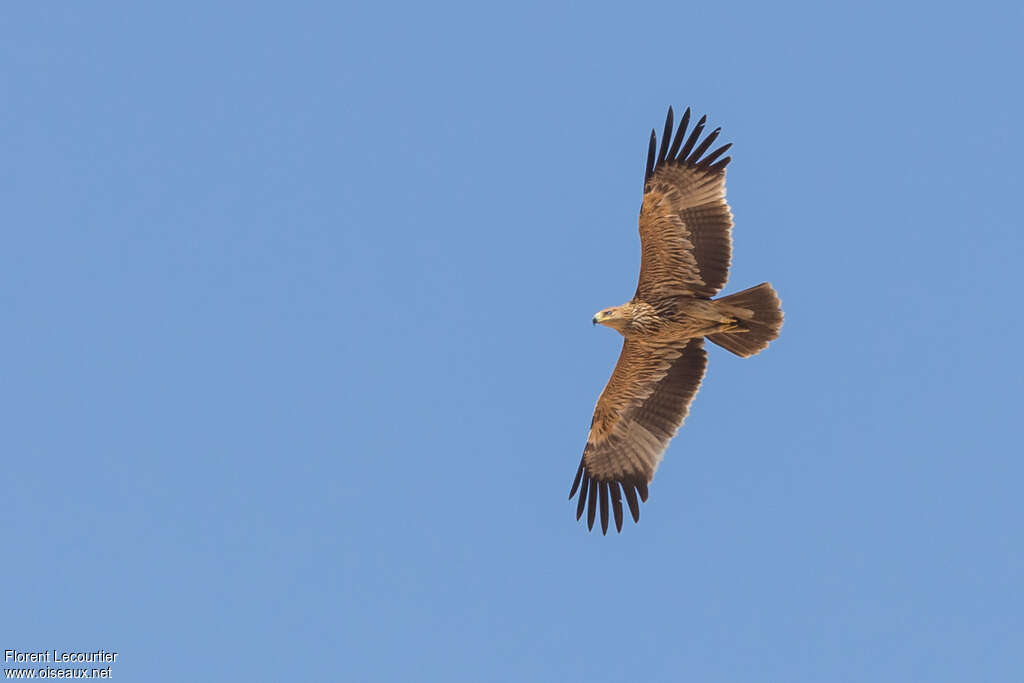 Aigle impérialjuvénile, Vol