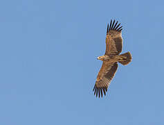 Eastern Imperial Eagle