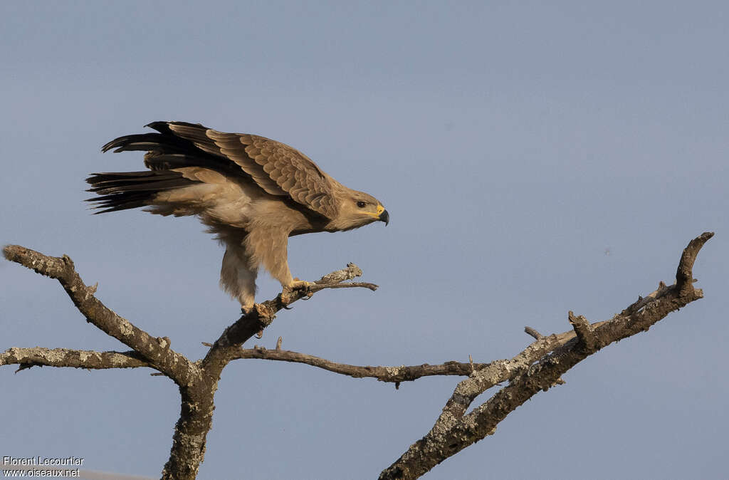 Aigle ravisseur