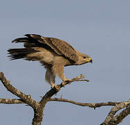 Aigle ravisseur