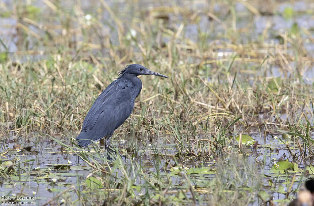 Aigrette ardoisée