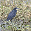 Aigrette ardoisée