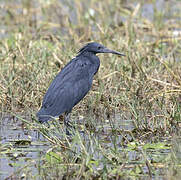 Black Heron