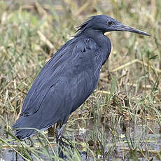 Aigrette ardoisée